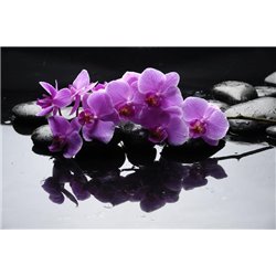 Орхидея на камешках - Фотообои цветы|орхидеи - Модульная картины, Репродукции, Декоративные панно, Декор стен