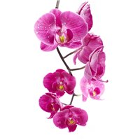 Портреты картины репродукции на заказ - Веточка орхидеи - Фотообои цветы|орхидеи