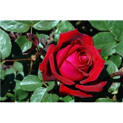 Роза в саду - Фотообои цветы|розы - Модульная картины, Репродукции, Декоративные панно, Декор стен