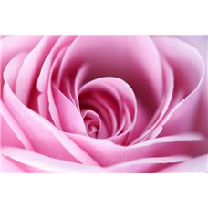 Картина на холсте по фото Модульные картины Печать портретов на холсте Бутон розы - Фотообои цветы|розы