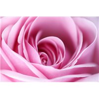 Портреты картины репродукции на заказ - Бутон розы - Фотообои цветы|розы