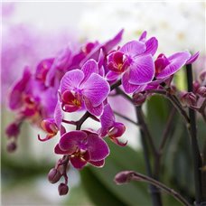 Картина на холсте по фото Модульные картины Печать портретов на холсте Пурпурные орхидеи - Фотообои цветы|орхидеи