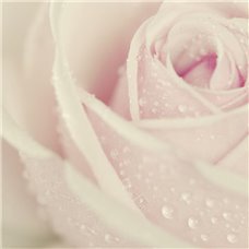 Картина на холсте по фото Модульные картины Печать портретов на холсте Роса на розе - Фотообои цветы|розы