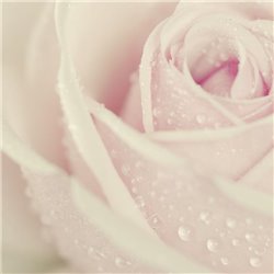 Роса на розе - Фотообои цветы|розы - Модульная картины, Репродукции, Декоративные панно, Декор стен