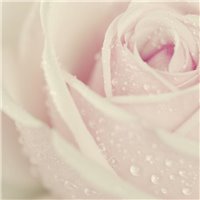 Портреты картины репродукции на заказ - Роса на розе - Фотообои цветы|розы