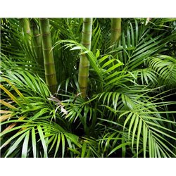 Бамбуковый лес - Фотообои природа|бамбук - Модульная картины, Репродукции, Декоративные панно, Декор стен