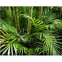 Бамбуковый лес - Фотообои природа|бамбук