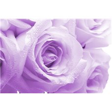 Картина на холсте по фото Модульные картины Печать портретов на холсте Сиреневые розы - Фотообои цветы|розы