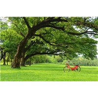 Велосипед у дерева - Фотообои природа|лес