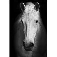 Картина на холсте по фото Модульные картины Печать портретов на холсте Белая лошадь - Фотообои Животные|лошади
