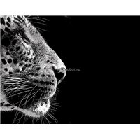 Портреты картины репродукции на заказ - Леопард - Черно-белые фотообои