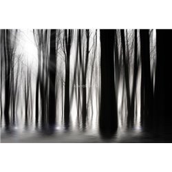 Деревья - Черно-белые фотообои - Модульная картины, Репродукции, Декоративные панно, Декор стен