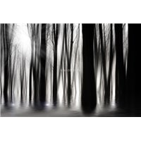 Портреты картины репродукции на заказ - Деревья - Черно-белые фотообои