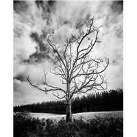 Портреты картины репродукции на заказ - Одинокое дерево - Черно-белые фотообои