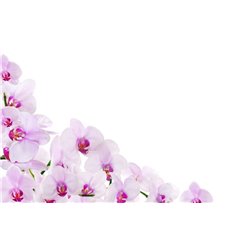 Картина на холсте по фото Модульные картины Печать портретов на холсте Орхидеи - Фотообои цветы|орхидеи
