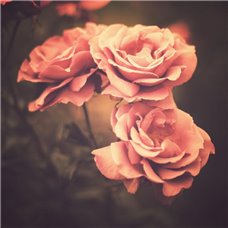 Картина на холсте по фото Модульные картины Печать портретов на холсте Воспоминание о розах - Фотообои цветы