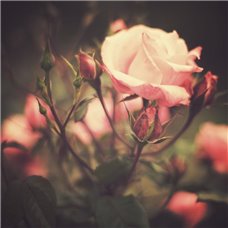 Картина на холсте по фото Модульные картины Печать портретов на холсте Веточка розы - Фотообои цветы|розы