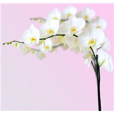 Картина на холсте по фото Модульные картины Печать портретов на холсте Белоснежные орхидеи - Фотообои цветы|орхидеи