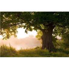 Картина на холсте по фото Модульные картины Печать портретов на холсте Дерево на фоне заката - Фотообои природа|деревья и травы