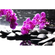 Картина на холсте по фото Модульные картины Печать портретов на холсте Орхидеи над камнями - Фотообои цветы|орхидеи