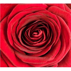 Картина на холсте по фото Модульные картины Печать портретов на холсте Красный бутон розы - Фотообои цветы|розы