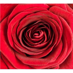 Красный бутон розы - Фотообои цветы|розы - Модульная картины, Репродукции, Декоративные панно, Декор стен