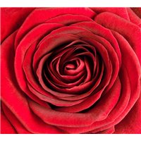 Портреты картины репродукции на заказ - Красный бутон розы - Фотообои цветы|розы