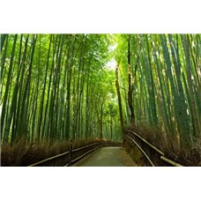 Картина на холсте по фото Модульные картины Печать портретов на холсте Тропинка в бамбуковом лесу - Фотообои природа|бамбук