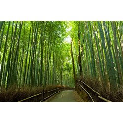 Тропинка в бамбуковом лесу - Фотообои природа|бамбук - Модульная картины, Репродукции, Декоративные панно, Декор стен
