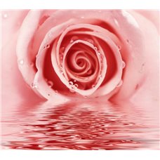 Картина на холсте по фото Модульные картины Печать портретов на холсте Роза в воде - Фотообои цветы|розы