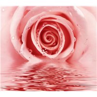 Портреты картины репродукции на заказ - Роза в воде - Фотообои цветы|розы