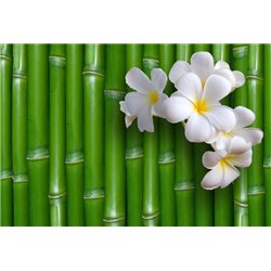 Бамбук - Фотообои цветы|другие - Модульная картины, Репродукции, Декоративные панно, Декор стен