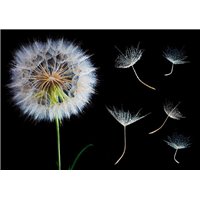 Зонтики одуванчика - Фотообои цветы|одуванчик