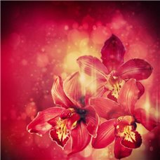 Картина на холсте по фото Модульные картины Печать портретов на холсте Красные орхидеи - Фотообои цветы|орхидеи