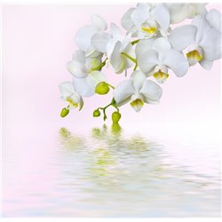 Белая орхидея - Фотообои цветы|орхидеи - Модульная картины, Репродукции, Декоративные панно, Декор стен