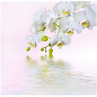 Портреты картины репродукции на заказ - Белая орхидея - Фотообои цветы|орхидеи