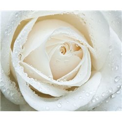 Белая роза - Фотообои цветы|розы - Модульная картины, Репродукции, Декоративные панно, Декор стен