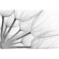 Букет одуванчиков - Фотообои цветы|одуванчик