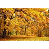 Лес осенью - Фотообои природа|лес