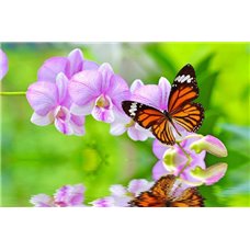 Картина на холсте по фото Модульные картины Печать портретов на холсте Орхидея с бабочкой над водой - Фотообои цветы|орхидеи