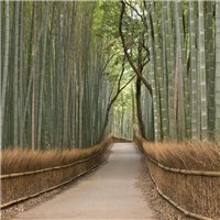 Дорожка - Фотообои природа|бамбук