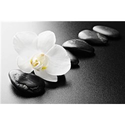 Орхидея на камнях - Фотообои природа - Модульная картины, Репродукции, Декоративные панно, Декор стен