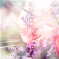Розовый бутон - Фотообои цветы|полевые
