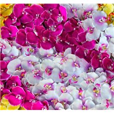 Картина на холсте по фото Модульные картины Печать портретов на холсте Разноцветные орхидеи - Фотообои цветы|орхидеи