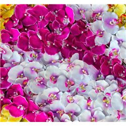 Разноцветные орхидеи - Фотообои цветы|орхидеи - Модульная картины, Репродукции, Декоративные панно, Декор стен
