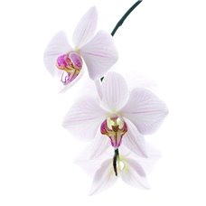 Картина на холсте по фото Модульные картины Печать портретов на холсте Цветы орхидеи - Фотообои цветы|орхидеи