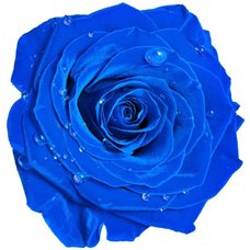 Картина на холсте по фото Модульные картины Печать портретов на холсте Синий бутон розы - Фотообои цветы|розы