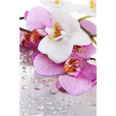 Картина на холсте по фото Модульные картины Печать портретов на холсте Белая и розовая орхидея - Фотообои цветы|орхидеи