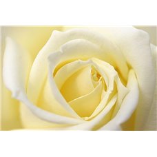 Картина на холсте по фото Модульные картины Печать портретов на холсте Белый бутон - Фотообои цветы|розы