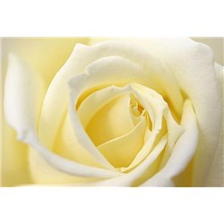 Белый бутон - Фотообои цветы|розы - Модульная картины, Репродукции, Декоративные панно, Декор стен